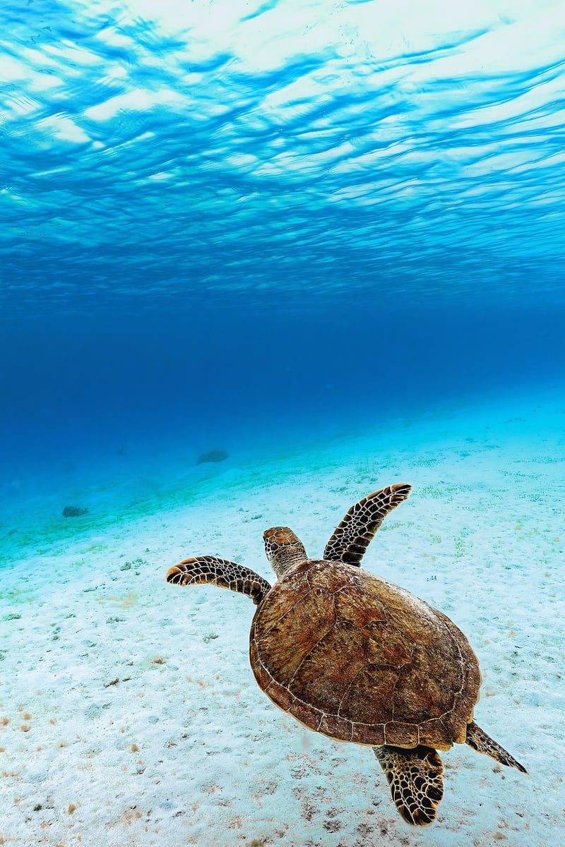 Underwater Fantasy